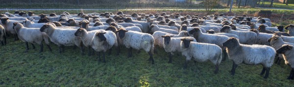 Black-headed domestic sheep (Ovis gmelini aries) on the pasture in the early morning backlit, Mecklenburg-Western Pomerania, Germany, Europe