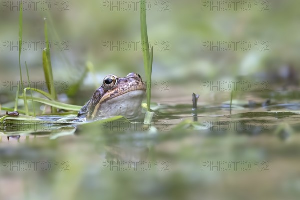 Common frog (Rana temporaria) in spawning waters, Austria, Upper Austria, Europe
