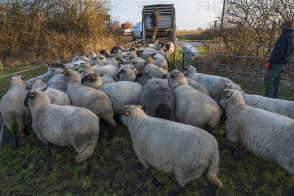 Black-headed domestic sheep (Ovis gmelini aries) being loaded onto a double-decker cattle trailer, Mecklenburg-Western Pomerania, Germany, Europe