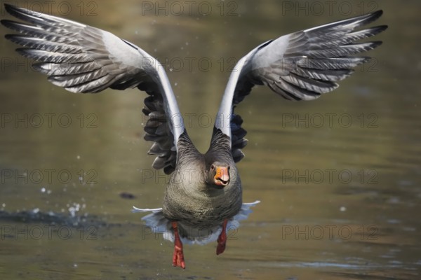 A greylag goose (Anser anser) in flight over water with wings spread wide, frontal view, Hesse, Germany, Europe