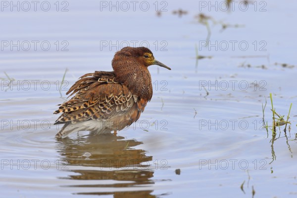 Ruff (Philomachus pugnax), adult male in splendid plumage with erect ruff, courtship display, standing in shallow water in the moor, imposing behaviour, snipe birds, wildlife, Ochsenmoor, Naturpark Dümmer See, Hüde, Lower Saxony, Germany, Europe