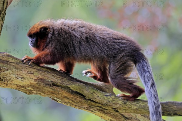 Coppery titi (Plecturocebus cupreus, Syn.: Callicebus cupreus), adult, running, tree trunk, South America