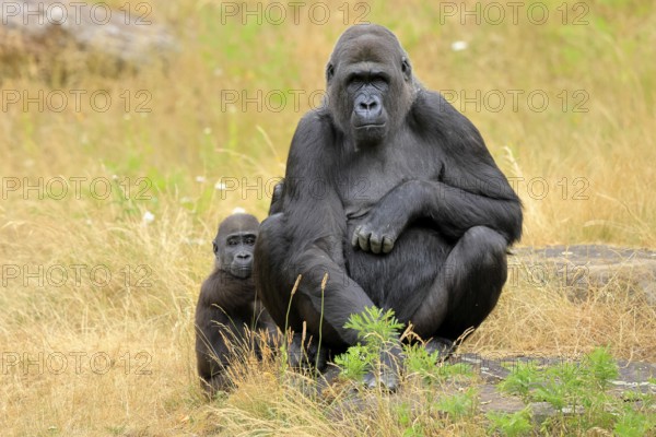 Western gorilla (Gorilla gorilla), adult, female, with young, sitting, on ground