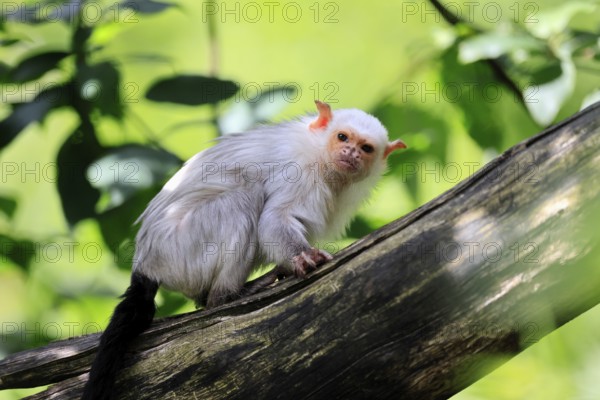 Silver marmoset (Mico argentatus, Syn.: Callithrix argentata), silver marmoset, adult, tree trunk, sitting, alert, South America