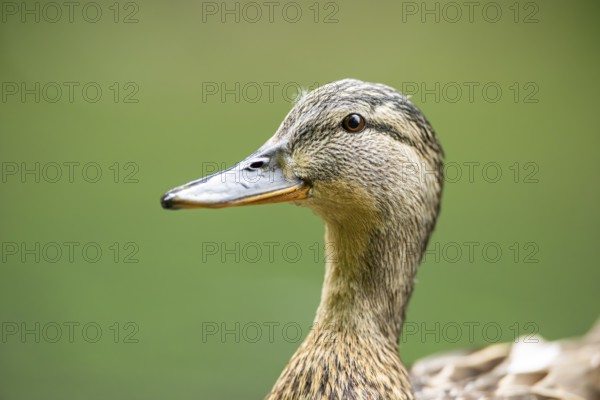 Wild duck (Anas platyrhynchos) female, portrait, Bavaria, Germany, Europe
