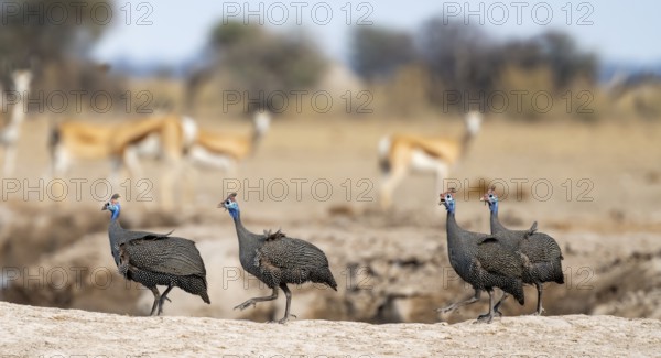 Helmeted guinea fowl (Numida meleagris), group at the waterhole, Nxai Pan National Park, Botswana, Africa