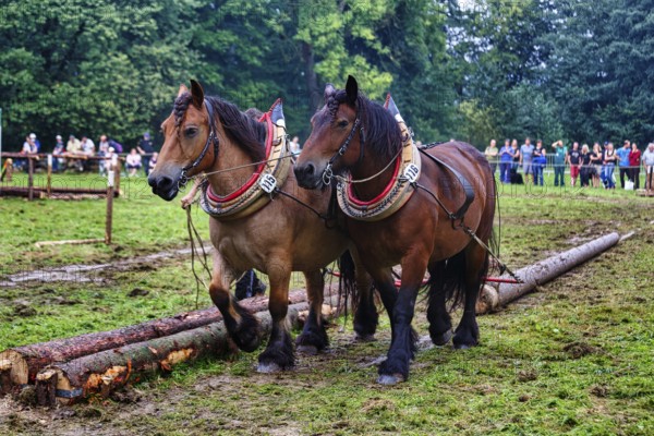 Two back horses, cold-blooded horses at work, pulling logs, demonstration, Horse Park 2017 event, Wendlinghausen Castle and Estate, Castle Park, Dörentrup, Teutoburg Forest, Germany, Europe