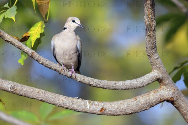 Red-crested Pigeon, (Streptopelia vinacea), Red-winged Turtle Dove, Morgan Kunda lodge / road to Kat, Jajari, North Bank, Gambia, Africa
