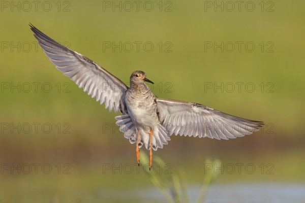 Ruff (Philomachus pugnax), female in flight, Narew, Bialystok, Podlasie, Poland, Europe