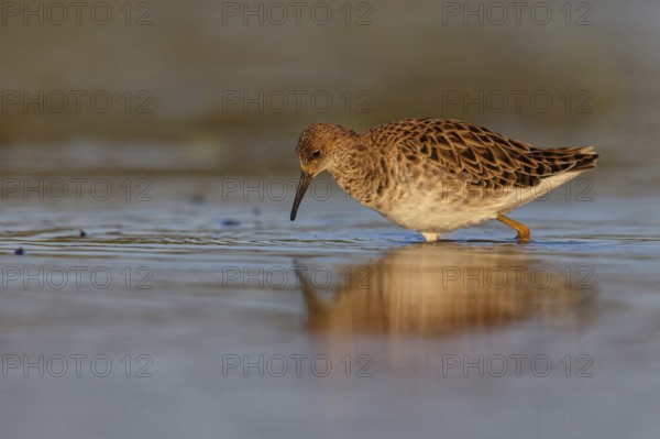 Ruff (Philomachus pugnax), female, Narew, Bialystok, Podlasie, Poland, Europe
