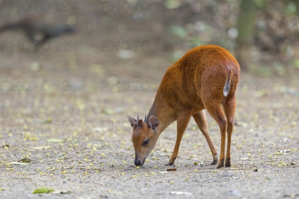 Red forest duiker (Cephalophus natalensis) antelope, iSimangaliso Wetland Park, St. Lucia, KwaZulu-Natal, South Africa, Africa