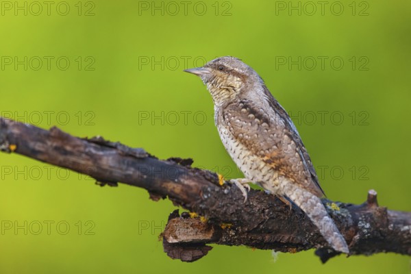 Wryneck on perch, (Jynx torquilla), Ormoz area, Ormoz, Podravska, Slovenia, Europe