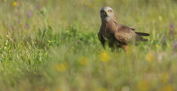 Black kite (Milvus migrans), flight photo, perch, Hides De Calera / Steppe Raptors, Nussloch, Castilla La Mancha / Toledo, Germany, Europe