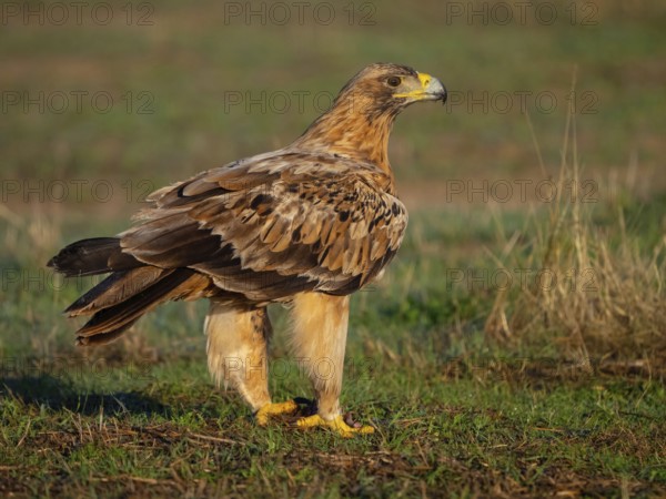 Spanish imperial eagle (Aquila adalberti), El Millaron Imperial Eagle Hid, Salorino, Extremadura Caceres, Spain, Europe