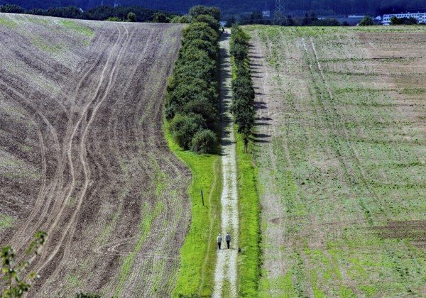 Tractor tracks on a harvested field, walker on a field path Neinstedt, 21/08/2014, Neinstedt, Germany, Europe