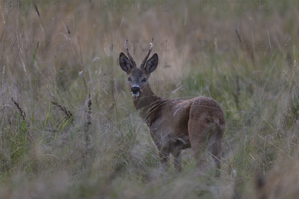 Roebuck, leaf time, Wittlich, Rhineland-Palatinate, Germany, Europe