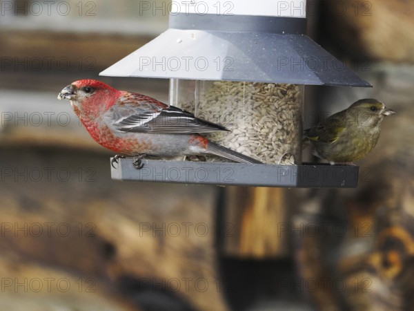 Pine Grosbeak (Pinicola enucleator) and Greenfinch (Chloris chloris), adult male birds at feeding station, May, Finnish Lapland