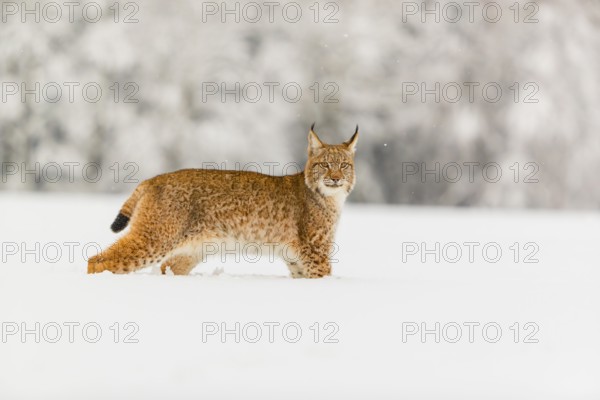 One young male Eurasian lynx, (Lynx lynx), standing on a deep snow covered meadow with a forest in the background