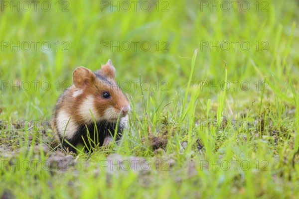 A European hamster (Cricetus cricetus), Eurasian hamster, black-bellied hamster or common hamster, sits in a meadow next to his den