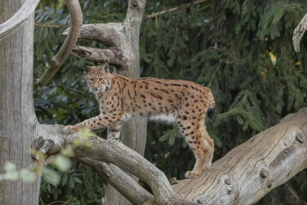 One Eurasian lynx, (Lynx lynx), climbing up a dead tree. Side view with green vegetation in the background