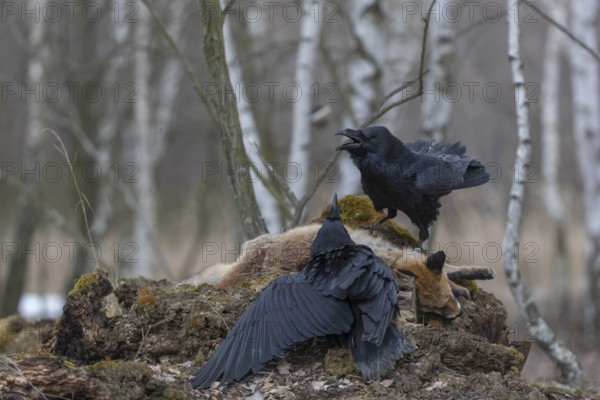 Two common raven (Corvus corax), fighting and feeding on the carcass of a red fox lying on stones in a forest of birch trees