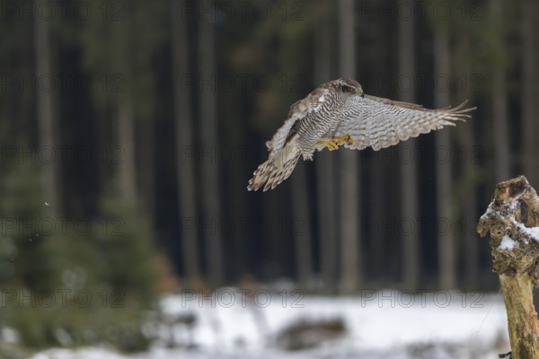 Northern goshawk, Accipiter gentilis, flying through a forest in winter and lands on a dead branch of a tree