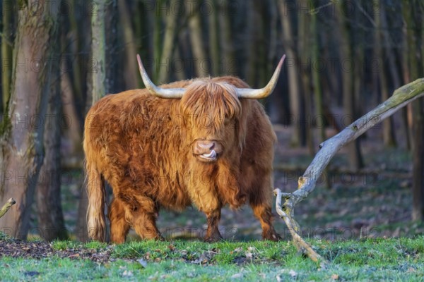 One Highland cow (Bos (primigenius) taurus) stands at a forest edge