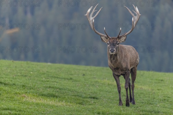One Red Deer stag (Cervus elaphus) at the rutting season, walking over a meadow, calling. A forest in fall foliage and dense fog in the background