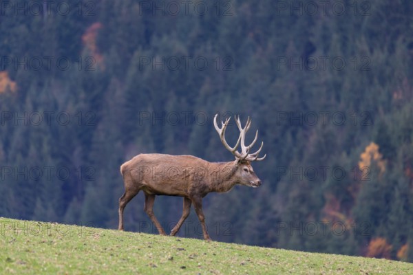 One red deer stag (Cervus elaphus) standing on a meadow on hilly ground. A forest in fall foliage in the background