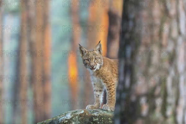 One young Eurasian lynx, (Lynx lynx), standing on a rock in a forest. Early morning light at sunrise. Trees in the background