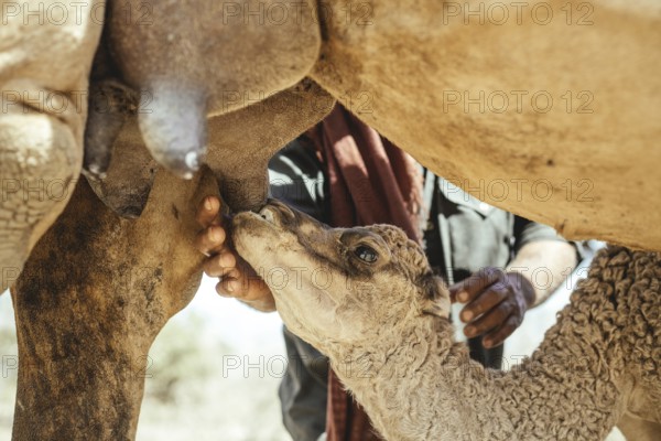 Camel calf suckling on its mother's udder on the camel farm of Sheikh Ahmed Ali Al-Mahri, camel breeder, Sarfeit, Dhofar, Oman, Asia