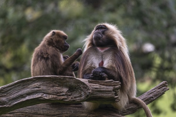 Family of Gelada (Theropithecus gelada), or bleeding-heart monkey with a male, female and baby. A green forest in the distant background