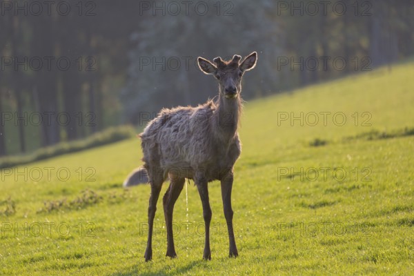 Altai maral, Altai wapiti or Altai elk, standing on meadow in backlight. Springtime with fresh green color. Forest in background