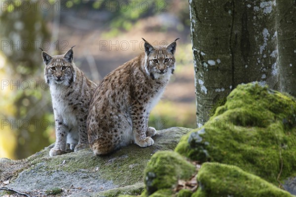 Eurasian Lynx or Northern Lynx (Lynx lynx), two adult animals sitting on a boulder, in the enclosure area, Bavarian Forest National Park, Bavaria, Germany, Europe