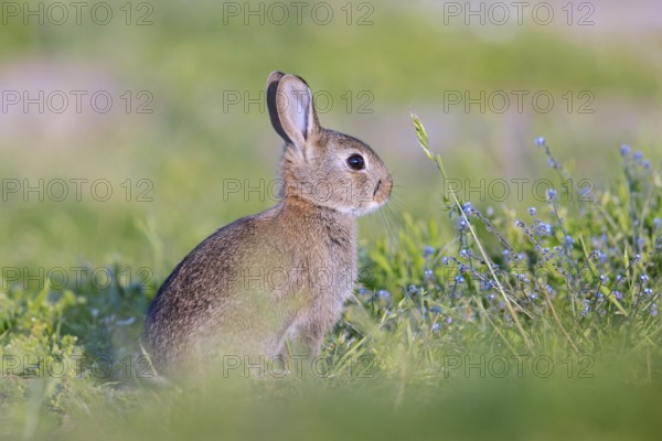 European rabbit, young common rabbit (Oryctolagus cuniculus) juvenile sitting near entrance to warren in grassland in spring