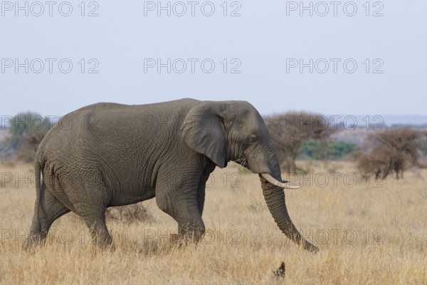 African bush elephant (Loxodonta africana), adult male feeding on dry grass while walking, foraging, savanna, Kruger National Park, South Africa, Africa