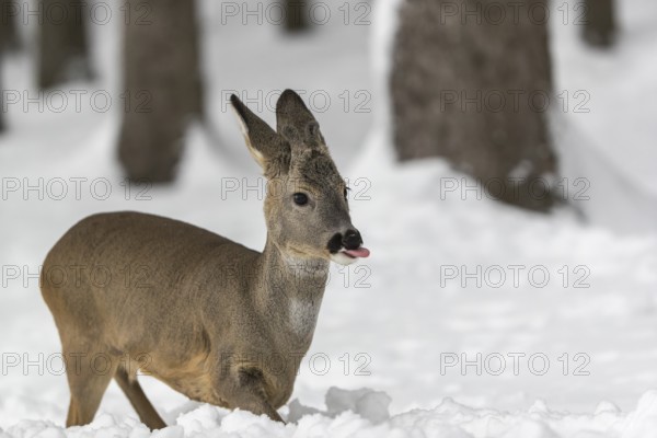 One young male Roe Deer, Roe buck (Capreolus capreolus), walking through a forest in deep snow. Trees in the background