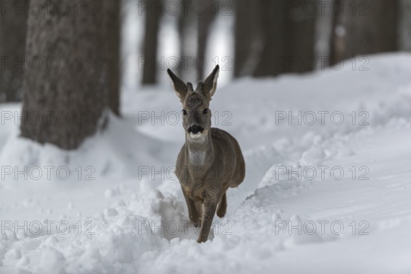 One young male Roe Deer, Roe buck (Capreolus capreolus), walking through a forest in deep snow. Trees in the background