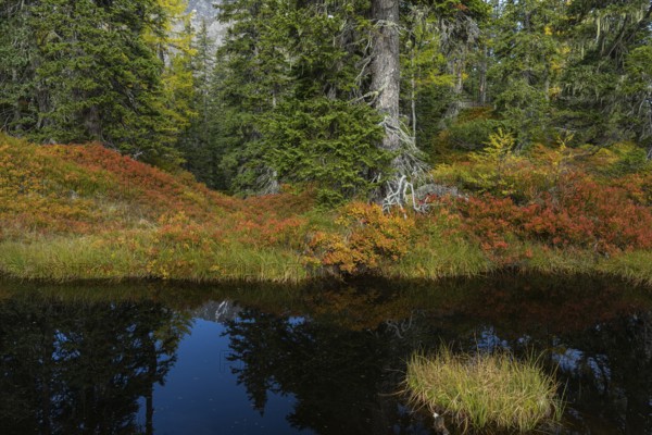 View of an autumnal virgin forest with small ponds, dead trees and heather. Hohe Tauern NP, Kolm Saigurn valley head, Rauris Valley, Austria, Europe