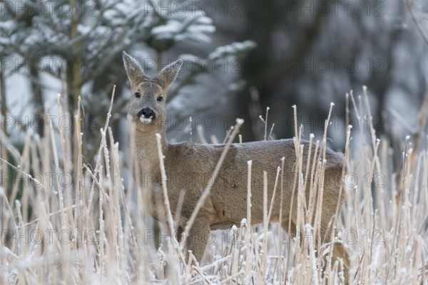 Roe deer standing in hoar frosted dead stinging nettle at minus 15 °C at sunrise. Licking off the hoar frost. Trees and dead stinging nettle in background
