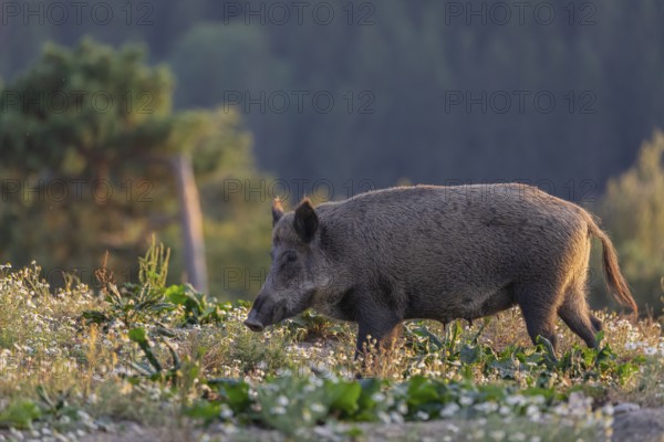 One adult wild boar or wild pig (Sus scrofa) searching for food on a flowering meadow in late afternoon light with a forest in first autumnal colours in the background