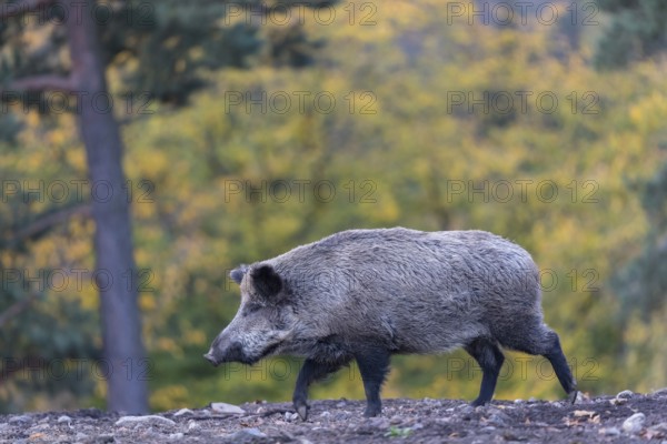 One wild boar or wild pig (Sus scrofa), walking over an opening in early morning light, searching for food, with an autumnal colored forest in the background