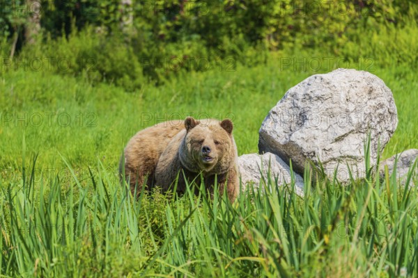 One adult male eurasian brown bear (Ursus arctos arctos) stands close to a rock in a meadow with tall grass
