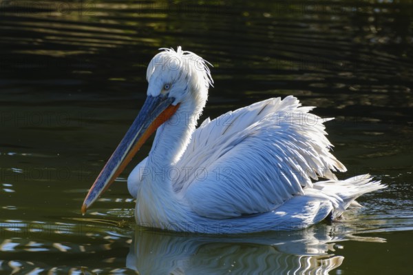 Swimming Dalmatian Pelican (Pelecanus crispus), occurring in south-east Europe, Asia, captive, North Rhine-Westphalia, Germany, Europe