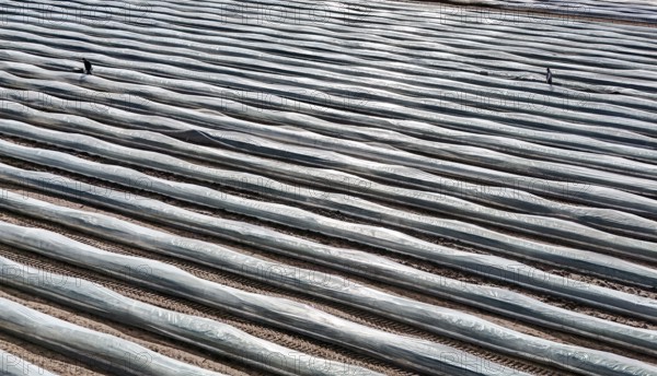 The first asparagus is harvested from a foil-covered asparagus field, Beelitz, 26/03/2024