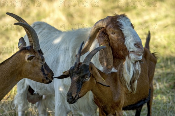 Goats (Capra), Boer goats, goats courting buck with long beard, scent, pasture with dry grass, summit mountain Hoherodskopf, Tertiary volcano, Schotten, Vogelsberg Volcanic Region nature park Park, Hesse, Germany, Europe