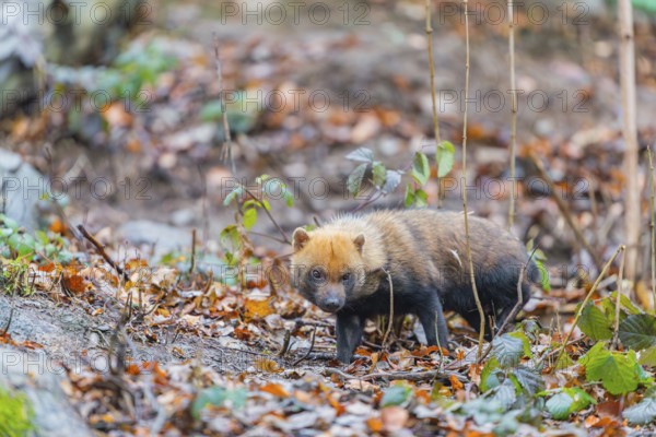 One Bush dog (Speothos venaticus) walking thru deforested area with dead leaves on the hilly ground in a former forest. Near threatened. Suriname, Guyana, Brazil and Peru, South America