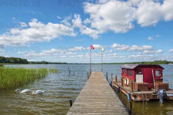 Footbridge with raft at Stolpsee under blue sky with cumulus clouds in summer, Two swans in the water, Himmelpfort, Brandenburg, Germany, Europe