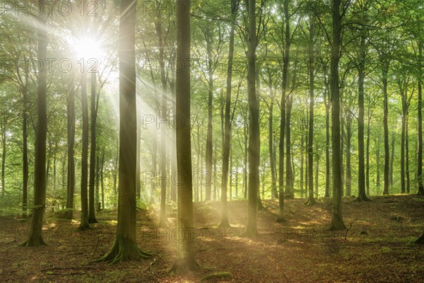 The sun shines through a near-natural beech forest (Fagus sp.) with morning mist, Stubnitz forest area, Jasmund National Park, Rügen Island, Mecklenburg-Western Pomerania, Germany, Europe