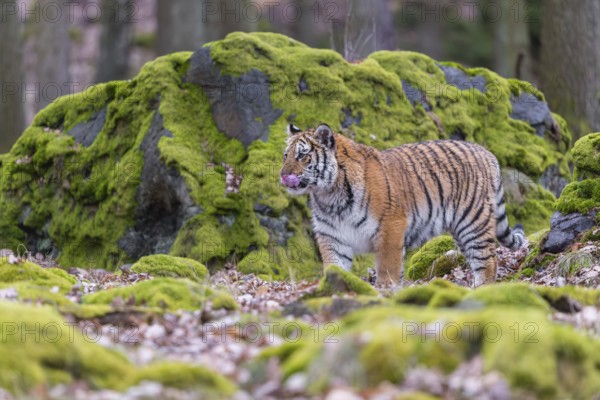 One young female Siberian Tiger, Panthera tigris altaica, walking between rocks in a forest